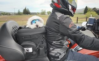Best motorcycle dog carrier