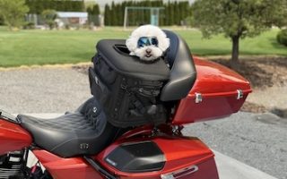 Best motorcycle dog carrier